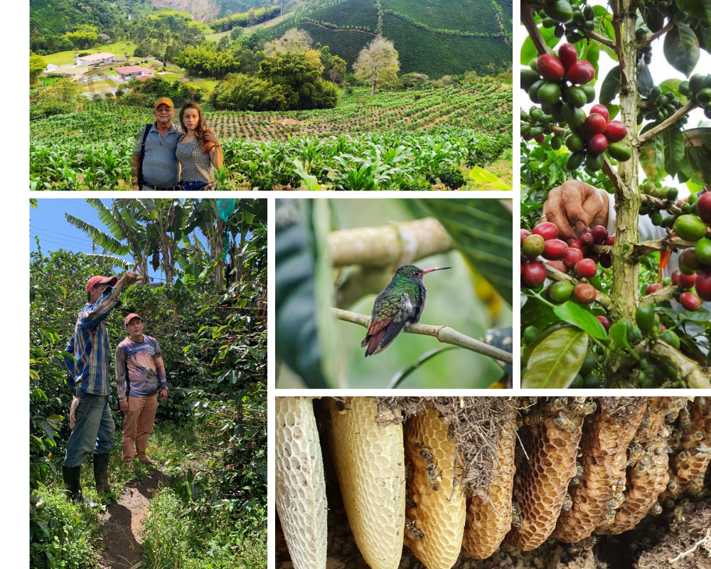 Cargar video: Un vídeo hecho con toda la pasión cafetera, narrado por Orfilia Castaño. Se explica la esencia de nuestra marca, y los bonitos paisajes y cultivos que nos dejan las fincas en las que se produce nuestro gran café de especialidad.